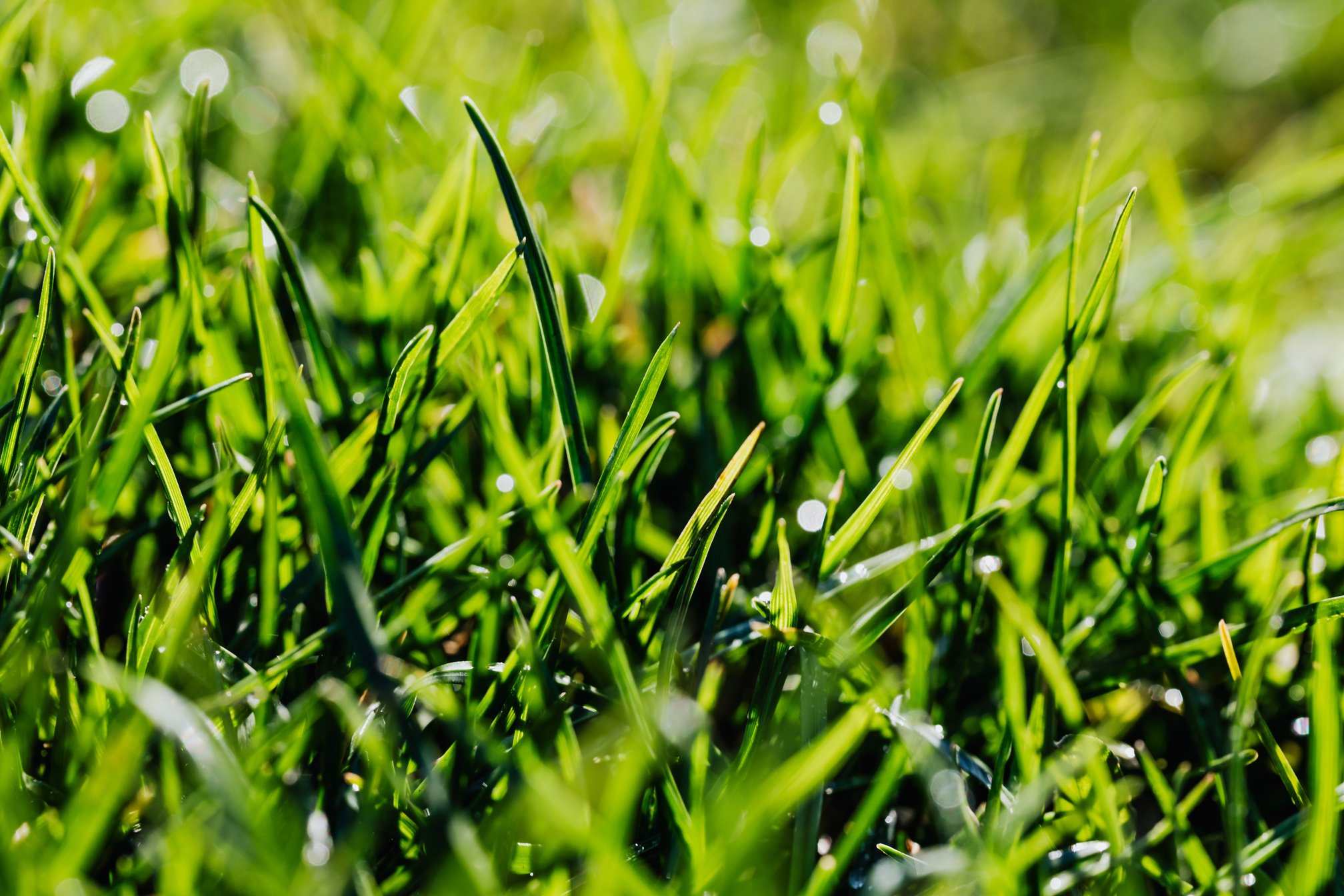 Green grass on lawn